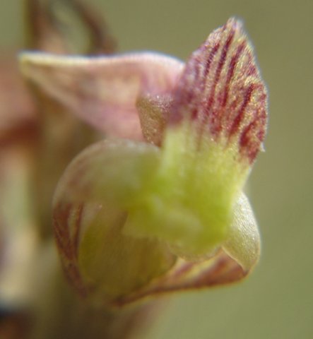 Pterygodium flanaganii flower